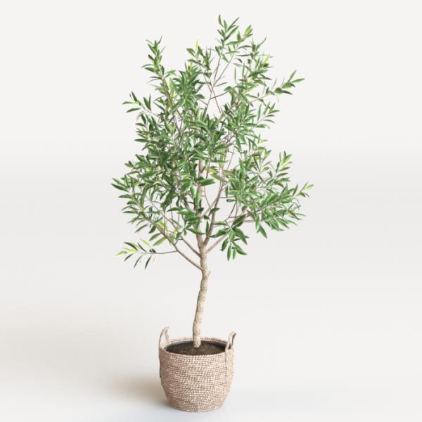 مدل سه بعدی گل  - دانلود مدل سه بعدی گل  - آبجکت سه بعدی گل  - دانلود مدل سه بعدی fbx - دانلود مدل سه بعدی obj -Olive tree 3d model free download  - Olive tree 3d Object - Olive tree OBJ 3d models - Olive tree FBX 3d Models - 